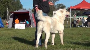 Выставка алабаев. Выборг 31.08.13. Промежуточный - кобель.