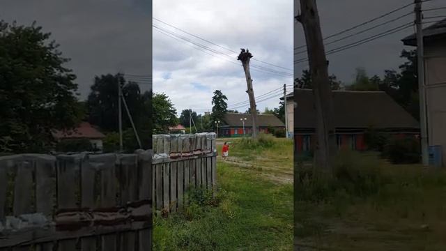 Белая Берёзка -2021г. смотреть онлайн