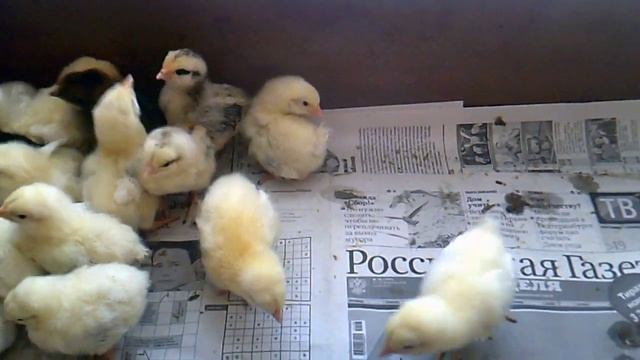 Итоги инкубации в инкубаторе Несушка на 77 яиц. смотреть онлайн