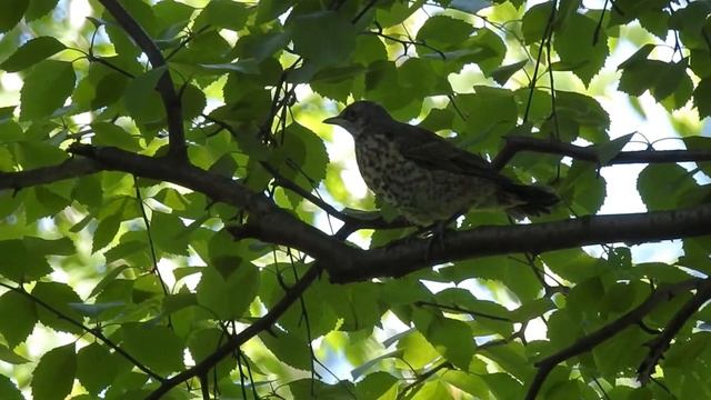 Птицы нашего города смотреть онлайн