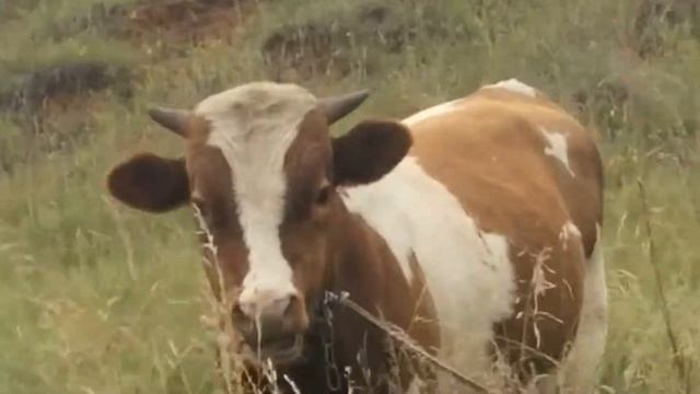 На Самом Деле Это Щенок смотреть онлайн