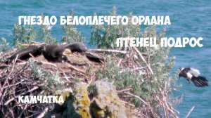 Гнездо белоплечего орлана Камчатка часть 3