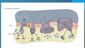 Лекция. Дыхательная цепь митохондрий.