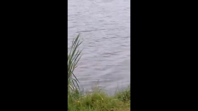 ВОТ ЧТО ВОДИТСЯ НА ОЗЕРЕ.Маленькие обитатели озера смотреть онлайн