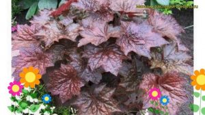 Гейхера американская Палас Перпл. Краткий обзор, описание heuchera americana Palace Purple
