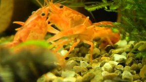 Карликовый мексиканский рак (самка с икрой)