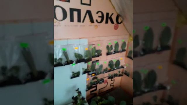 Мои глоксинии на 13 августа. смотреть онлайн