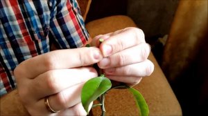 Прививка цитрусовых методом "за кору" , прививаем вариегатный Чинотто / Citrus grafting Part 1