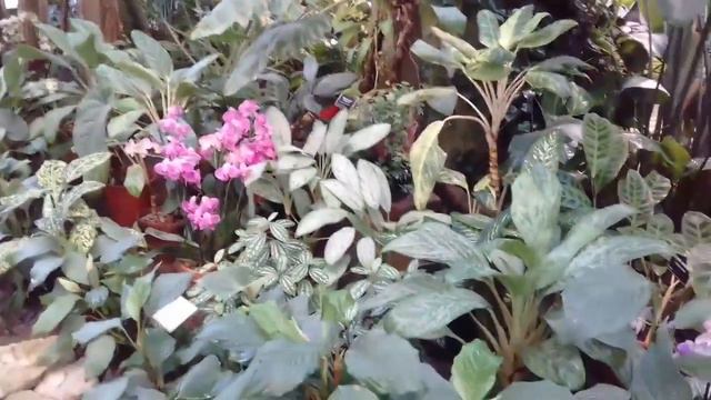 Оранжерея в Аптекарском саду МГУ Ломоносова. смотреть онлайн