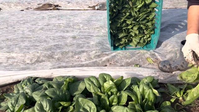 ШПИНАТ вырос, первые сборы . смотреть онлайн