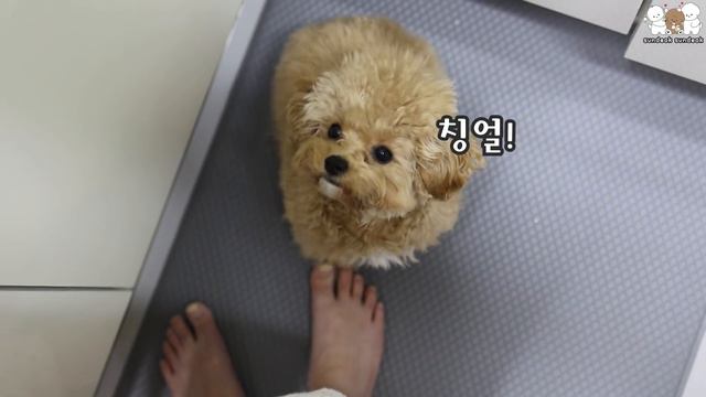 사랑하는 강아지와 아침을 함께해보세요! 행복한 시간일 거예요~