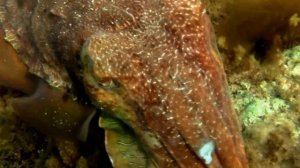 Australian Giant Cuttlefish (Sepia apama) / Riesensepia [2]