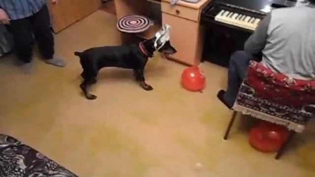 Щенок и воздушные шары смотреть онлайн