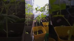 янтарная кислота для рассады. Прошло 3 дня,видим результат.