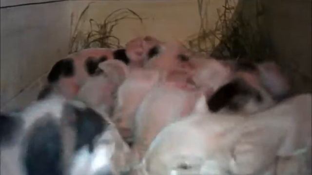 Сарай 2 смотреть онлайн