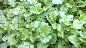 #Сидерат горчица после зимы. Отзыв о сидератах.