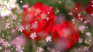 ГАЯТРИ МАНТРА - исполняет Дева Премал