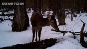 Оленьими тропами! От зимы к весне. Воронежский заповедник