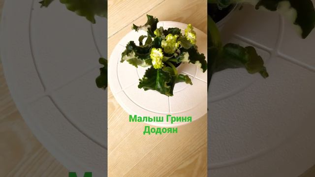 Фиалка сорт Гриня Додоян#цвететфиалка#комнатныерастения