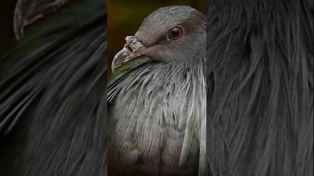 Птица Гривистый голубь | Maned dove