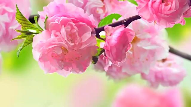 Ченнелинг 8.02.2015. Латуйя. Единение - способ доступа к древнему сосуду мудрости смотреть онлайн