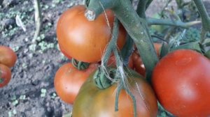 Сорт томата Сибирский Медведь! Полный обзор сорта