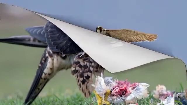 Голоса птиц: сапсан смотреть онлайн