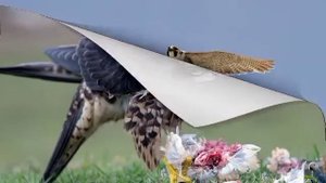 Голоса птиц: сапсан