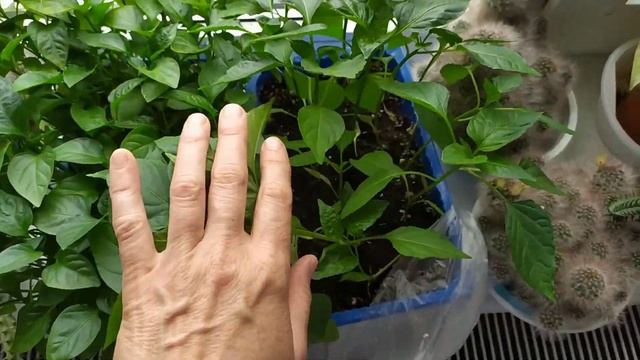 Покупки...Наквасила капусту...Блинчики с творогом...Ремонт...Ленивые голубцы... смотреть онлайн