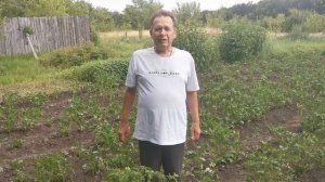 Поздняя посадка картофеля