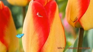 Тюльпан гибридный Американ Дрим (tulipa) ? обзор: как сажать, луковицы тюльпаны Американ Дрим