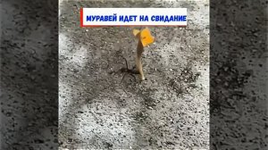 Муравей - романтик