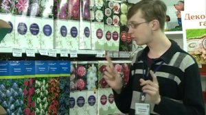 Ломоносы, видовые клематисы