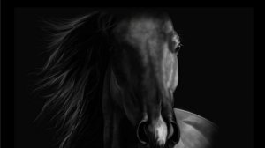 Иосиф Бродский Чёрный конь Читает А. Щербаков-Саратовский