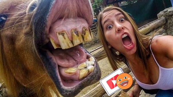 #подборка прикольных видосиков смотреть онлайн