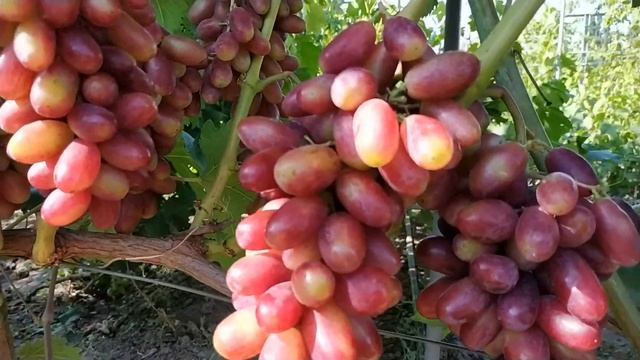 ВИНОГРАД ИЗЮМИНКА УРОЖАЙНАЯ 2019г смотреть онлайн