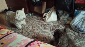Вест хайленд вайт терьер пытается поиграть с керн терьером Westie, west highland white terrier