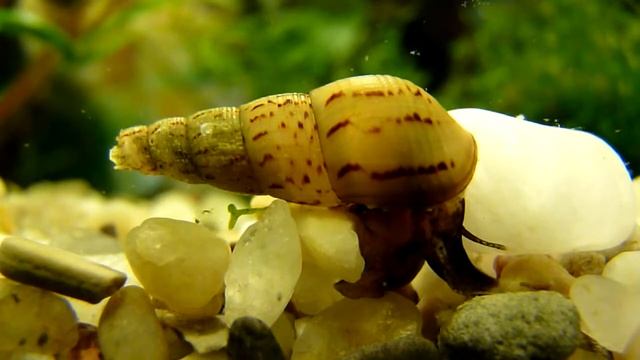 Мелания обыкновенная (Melanoides Tuberculata)
