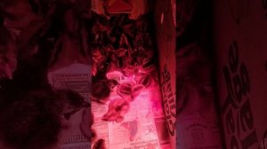 Мои первые цыплята, вылупились доминанты ГС 300 и ГС 902 которые несут цветные яйца.#курятник #куры