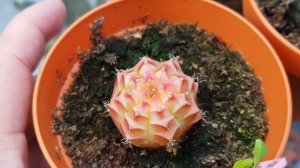 Gymnocalycium Rare Hybrid Cactus - Glass Garden