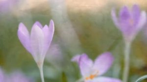 Я не стану ждать тебя на берегу Павел Арламов Автор видео Нина Рудакова.mp4