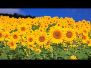 ДЕМО Игра Кто в подсолнухе. Фрагментарно.