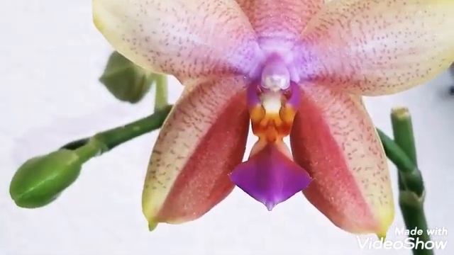 #Обзор_цветущих_орхидей 2020г/ МАРТ/Каода/Сого Юкидан/Синголо/Дикий персик/Чармер#Клеопатра #Орхиде смотреть онлайн