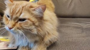 The perfect Deshedder for fluffy cats, now the fur will be soft, like a kitten