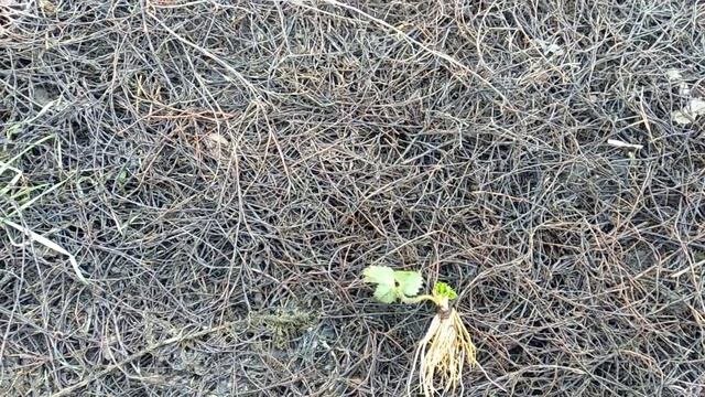 Земляничный клещ. Методика борьбы. смотреть онлайн