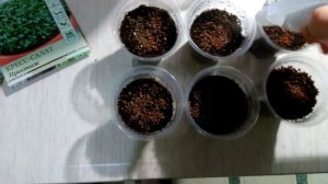 выращивание КРЕСС-САЛАТА в кокосовом субстрате