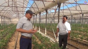 КАК БОРОТЬСЯ С ТРИПСАМИ? ПРЕПАРАТЫ ДЛЯ БОРЬБЫ С ВРЕДИТЕЛЯМИ РАСТЕНИЙ (03-08-2018)