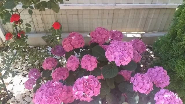 Стрижка спиреи, Буддлея Давида, гортензии цветут. смотреть онлайн