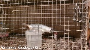 В перепелятнике//Портативная мышеловка//Алиса на практике//Марат без Маши