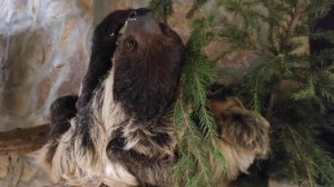 Хорошие новости: Ленинградский зоопарк объявляет конкурс на имя для ленивца!